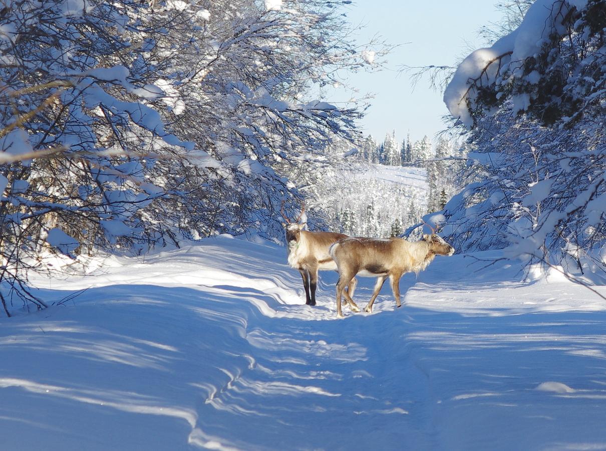 Lapland Snow Cabin Masugnsbyn Bagian luar foto